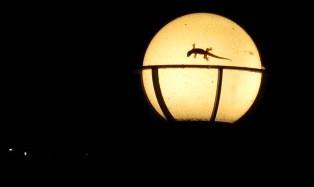 gecko a l'affut.